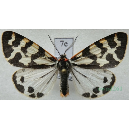 Parasemia plantaginis (Linnaeus, 1758) form white Niedźwiedziówka babkówka, misiówka czwórka Poland7e